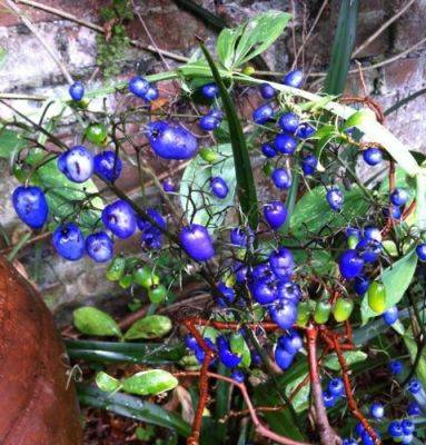 Dianella (very) caerulea - blog.theenduringgardener.com