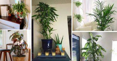 25 Low Light Plant Decor Ideas - balconygardenweb.com - Britain