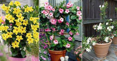 How to Grow Mandevilla in Pot | Best Varieties - balconygardenweb.com - Brazil