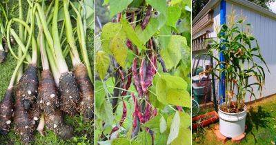 22 Most High Calorie Vegetables to Grow in Garden - balconygardenweb.com