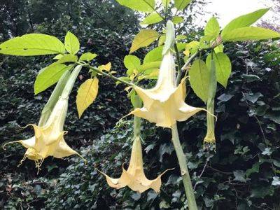 Blooming Extraordinary Brugmansia - blog.theenduringgardener.com