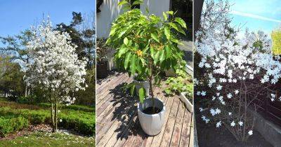 How to Grow Magnolia Alba Easily | White Champaca Care - balconygardenweb.com - China - Indonesia