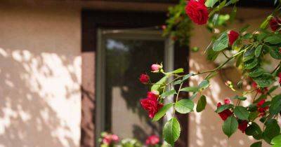 How to Plan a Rose Garden - gardenerspath.com - Britain - state Oregon