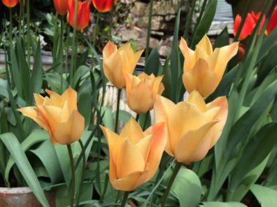 Tulip Talk - blog.theenduringgardener.com