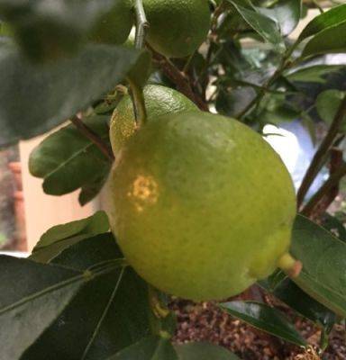 Picking Limes in January - blog.theenduringgardener.com