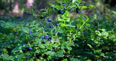 How to Grow and Care for Lowbush Blueberries | Gardener's Path - gardenerspath.com - Usa - Canada - state Vermont