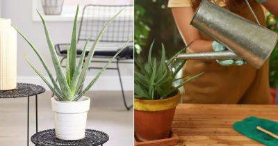 Do You Water Aloe Vera from Top or Bottom? - balconygardenweb.com