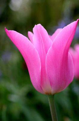 4 Terrific Tulips for a Pale Backdrop - blog.theenduringgardener.com - China