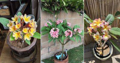 Everything About Growing Plumeria in Pots - balconygardenweb.com - Mexico