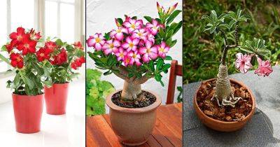 Desert Rose Care | Adenium Growing Tips - balconygardenweb.com