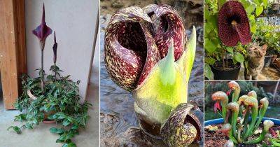 15 Ugly Flowers You'd Like to Grow in Garden - balconygardenweb.com