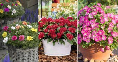 10 Low Maintenance Flowers that Tolerate High Temperatures and Heat - balconygardenweb.com - Mexico