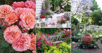 11 Articles That Teach You How To Create A Rose Garden - balconygardenweb.com