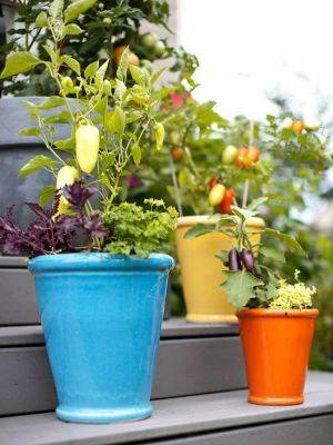 How to Make Kitchen Garden in Pots | Container Kitchen Garden - balconygardenweb.com