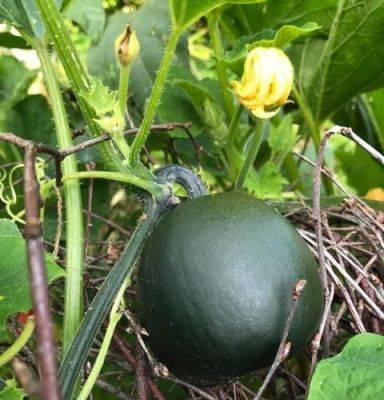 Gem Squash – Everyone should Grow Them - blog.theenduringgardener.com - South Africa