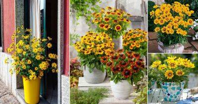 18 Stunning Flowers That Look Like Sunflower - balconygardenweb.com