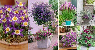 109 Types of Purple Flowers | Purple Flower Names - balconygardenweb.com