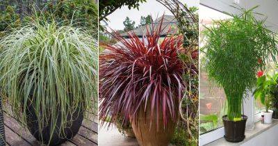 16 Best Tall Grass Like Plants | Plants That Look Like Grass - balconygardenweb.com