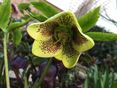 Hellebores of Every Hue - blog.theenduringgardener.com