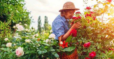 25 of the Best-Smelling Roses to Enrich Your Garden - gardenerspath.com