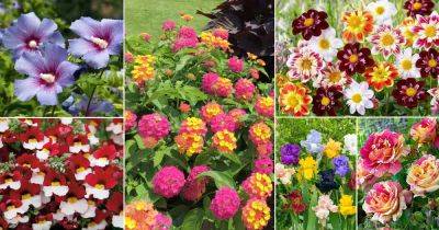 35 Multicolor Flowers | Best Types of Colorful Flowers - balconygardenweb.com