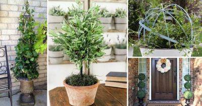 25 DIY Container Topiary Ideas To Beautify Your Home - balconygardenweb.com