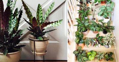 Calathea Care Indoors | How to Grow Calathea - balconygardenweb.com