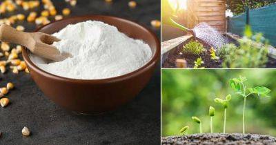 14 Best Cornstarch Uses in the Garden - balconygardenweb.com - state North Carolina