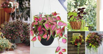 30 Stunning Images of Coleus in Hanging Baskets - balconygardenweb.com