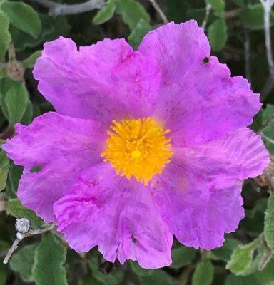 Spring Flower Bonanza –Cyprus visit Part 2 - blog.theenduringgardener.com