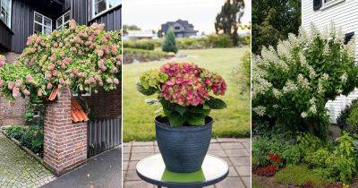 16 Most Stunning and Uncommon Hydrangea Varieties - balconygardenweb.com