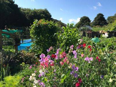 Getting Your Own Allotment - blog.theenduringgardener.com