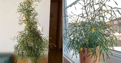 Growing Hatiora Salicornioides | Dancing Bone Cactus Care - balconygardenweb.com - Brazil