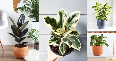 16 Types of Rubber Plants | Best Ficus Elastica Varieties - balconygardenweb.com - India