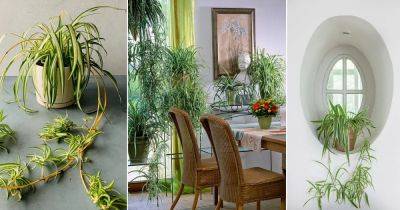 32 Awesome Spider Plant Pictures that Will Make You Its Super Fan - balconygardenweb.com