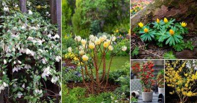 20 Winter Flowering Shrubs That Look Good In Winter Garden - balconygardenweb.com