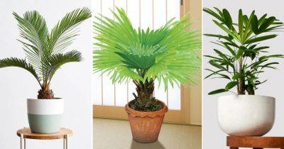 12 Best Dwarf Palms For Homes | Short Palm Varieties - balconygardenweb.com - China