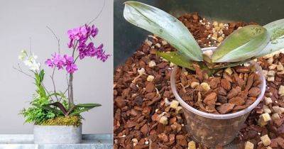 4 DIY Orchid Potting Mix Recipes - balconygardenweb.com - state Florida