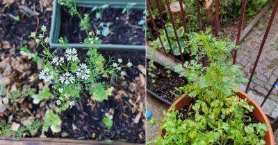 What to Do with Cilantro Flowers | How to Stop Coriander From Bolting - balconygardenweb.com