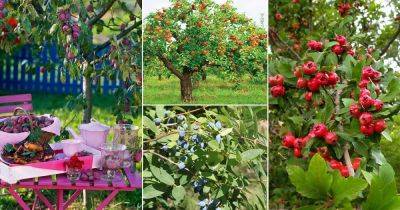 26 Best Cold Tolerant Fruit Trees You Can Grow in Garden - balconygardenweb.com - state Oregon