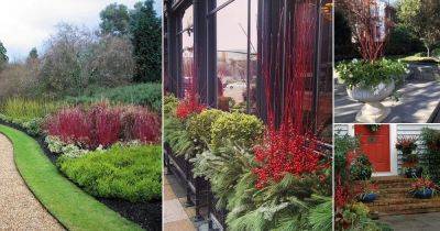 17 Inspiring Red Twig Dogwood Landscape Design Ideas - balconygardenweb.com