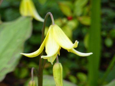 Mellow Yellow - blog.theenduringgardener.com