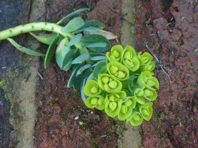 The Useful Euphorbia - blog.theenduringgardener.com