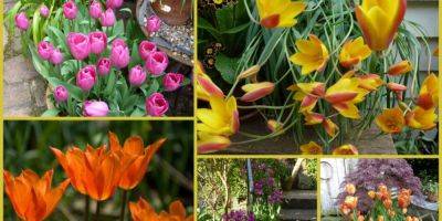 Top 5 Favourite Tulips - blog.theenduringgardener.com