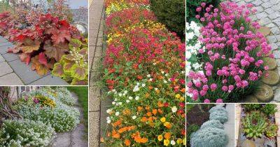 42 Stunning Plants For Walkways - balconygardenweb.com - Ireland