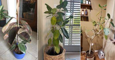 Rubber Plant Leaves Curling and Falling Off? 9 Reasons and Solutions - balconygardenweb.com