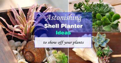 Sea Shell Planter Ideas to Show Off your Plants | Ideas for Displaying Seahells - balconygardenweb.com