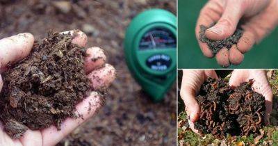 5 DIY Soil Tests You Can Perform at Home - balconygardenweb.com
