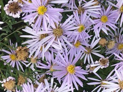 Peak Aster - blog.theenduringgardener.com