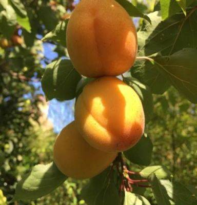 Apricots – it’s been worth the wait - blog.theenduringgardener.com